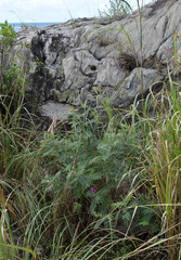 Tephrosia astragaloides