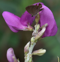 Tephrosia astragaloides