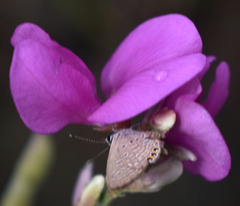 Tephrosia astragaloides