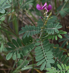 Tephrosia astragaloides