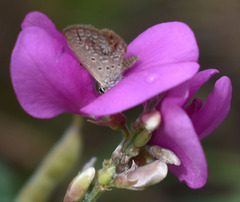 Tephrosia astragaloides