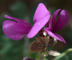 Tephrosia astragaloides