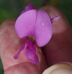 Tephrosia astragaloides