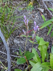 Gentianella propinqua