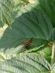 Tenthredo scrophulariae