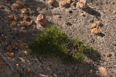 Schoenus clandestinus