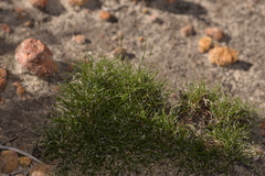 Schoenus clandestinus