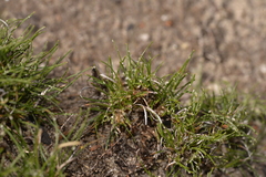 Schoenus clandestinus