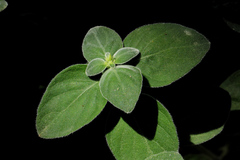 Dicliptera suberecta