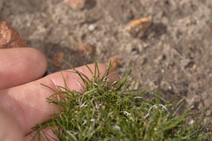 Schoenus clandestinus