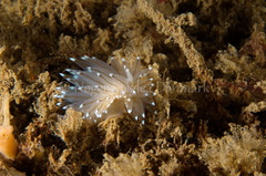Antiopella cristata