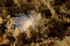 Antiopella cristata