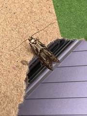 Blastobasis adustella