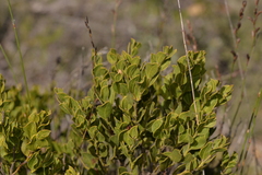 Acacia obovata