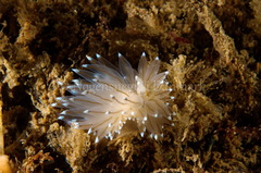 Antiopella cristata