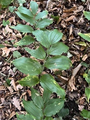 Polygonatum latifolium