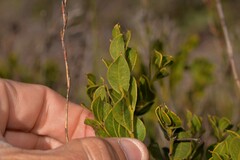 Acacia obovata