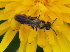 Tenthredo koehleri