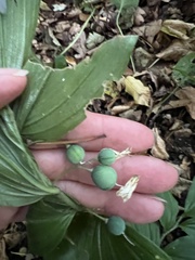 Polygonatum latifolium