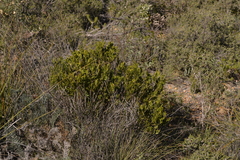 Acacia obovata