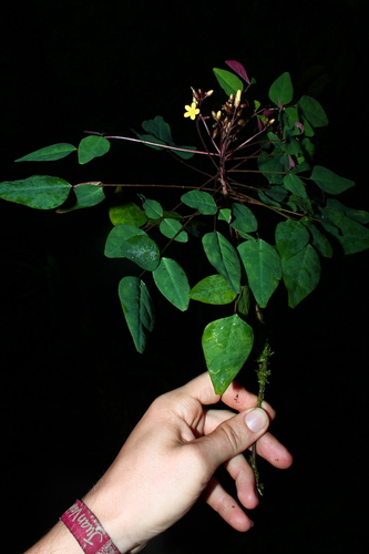 Foto de Azedinha-vermelha
