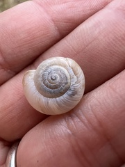 Euomphalia strigella