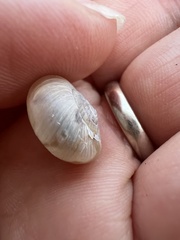 Euomphalia strigella