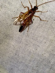 Opheltes glaucopterus