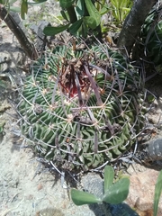 Echinofossulocactus phyllacanthus