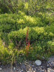 Rumex arcticus