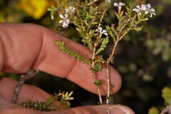 Leucopogon simulans
