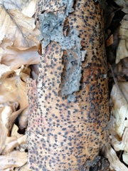 Diatrype disciformis