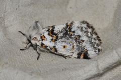 Aglaosoma periblepta