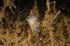 Antiopella cristata