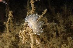 Antiopella cristata