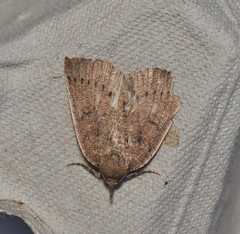 Authaemon stenonipha