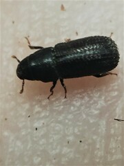Stenoscelis hylastoides