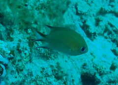 Pycnochromis amboinensis