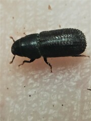 Stenoscelis hylastoides