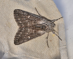 Cerura melanoglypta