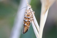 Eteobalea isabellella