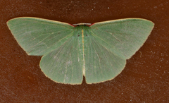 Chlorocoma assimilis