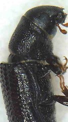 Stenoscelis hylastoides