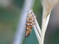 Eteobalea isabellella