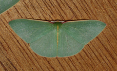Chlorocoma assimilis