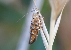 Eteobalea isabellella