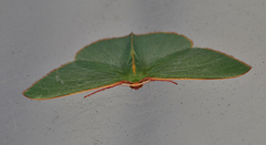 Chlorocoma assimilis