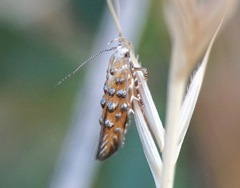 Eteobalea isabellella