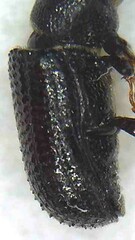 Stenoscelis hylastoides