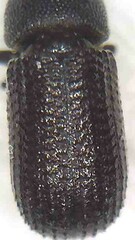 Stenoscelis hylastoides